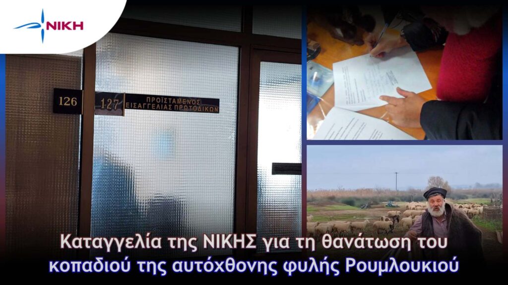 Καταγγελία της ΝΙΚΗΣ για τη θανάτωση του κοπαδιού της αυτόχθονης φυλής Ρουμλουκιού Κλιμάκιο της ΝΙΚΗΣ στη Διεύθυνση Κτηνιατρικής Περιφέρειας Κεντρικής Μακεδονίας