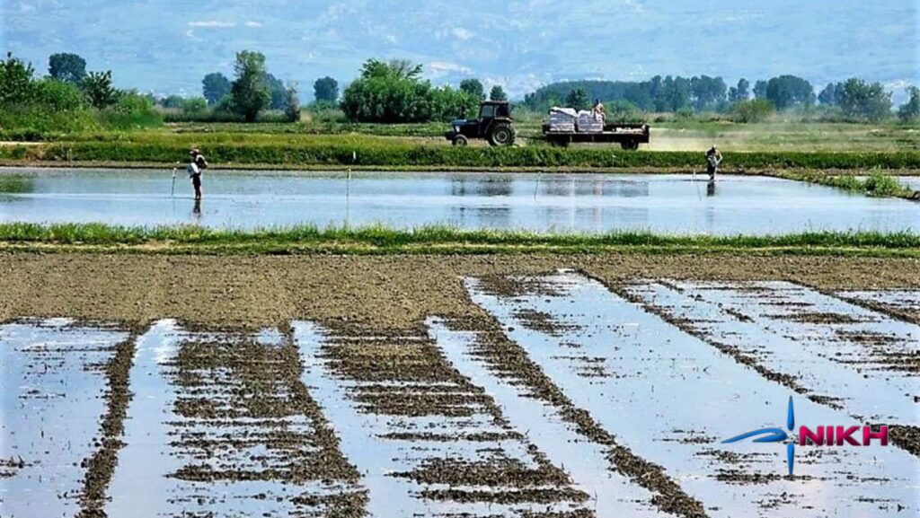Η ορυζοκαλλιέργεια εκπέμπει SOS – Σε οριακό σημείο ο πρωτογενής τομέας